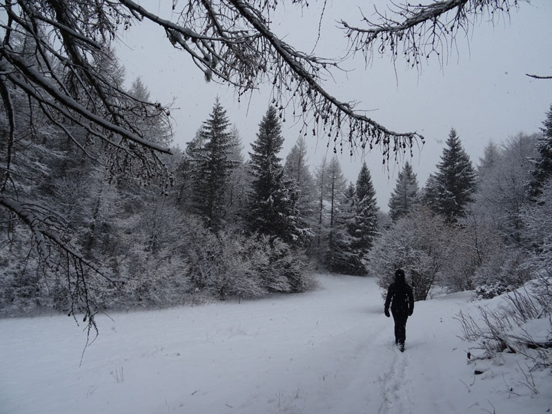 breve passeggiata tra la neve fresca di oggi.....